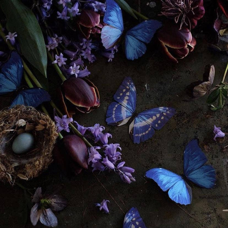 Moth and Myth - Morphos and Monarch Butterfly Set