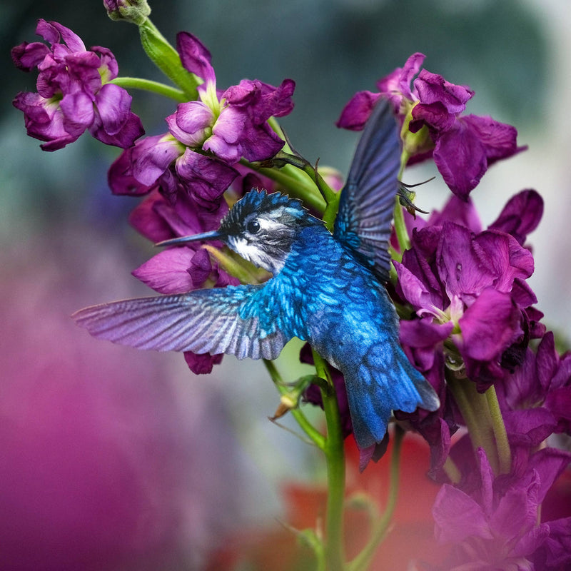Moth and Myth - Flutter Hummingbird 3-Pack