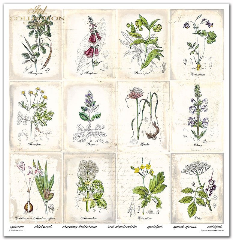 ITD Collection - Herbarium 2 Scrapbooking Papers