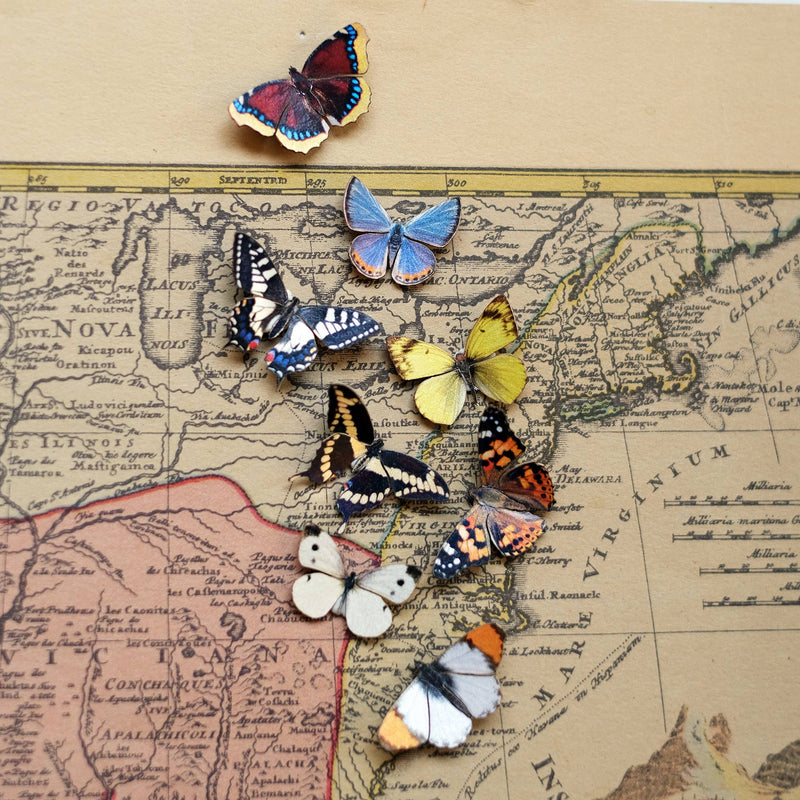 Moth and Myth - 'North American' Butterfly Micro Collection