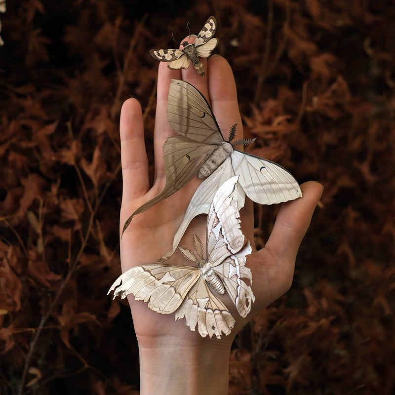 Moth and Myth - 'Lore' Moth Set