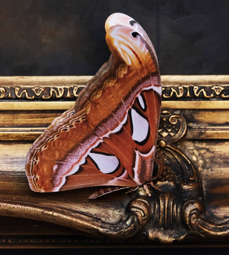 Moth and Myth - 'Atlas' Moth Paper Replica