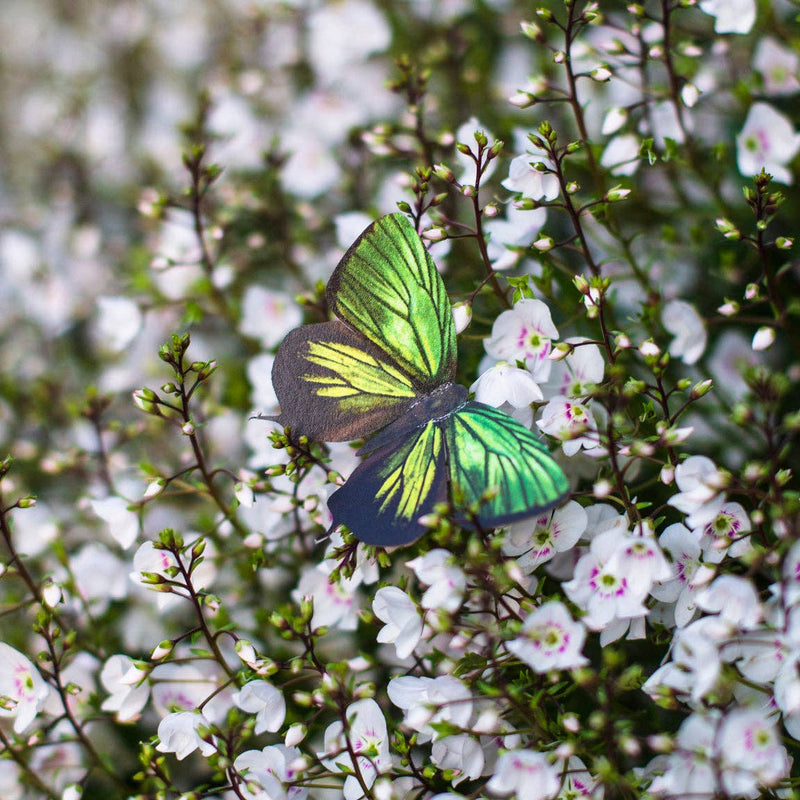 Moth and Myth - Malachite Butterfly 3 piece Set