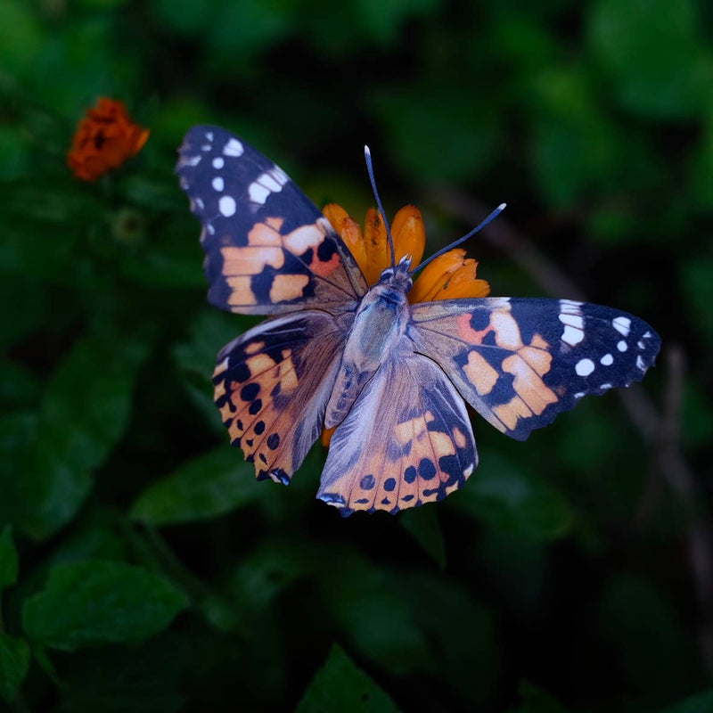 Moth and Myth - "Texas" 3 Piece Butterfly Set