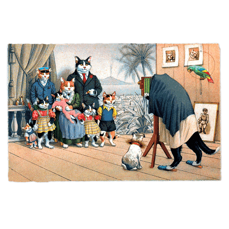 Delightfully Dressed Cats Postcard Box - Everyday Boxed Postcards - Root & Company