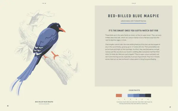 David Trawin - Coloready Birds