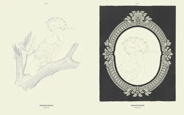 David Trawin - Coloready Birds
