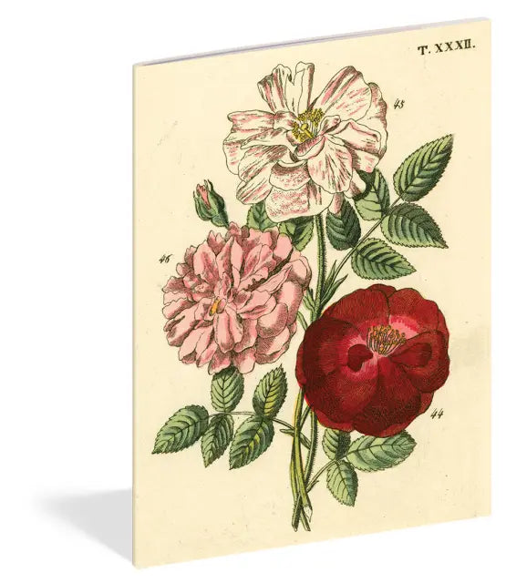 John Derian - Everything Roses Notebooks