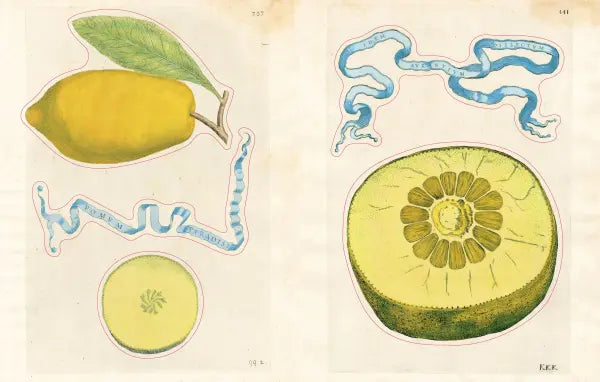 John Derian - Sticker Book II