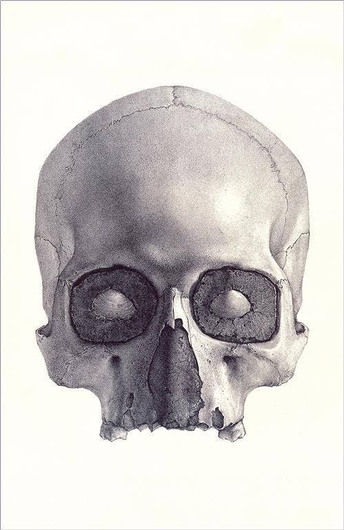 Found Image Press - Sticker - Front View Human Skull