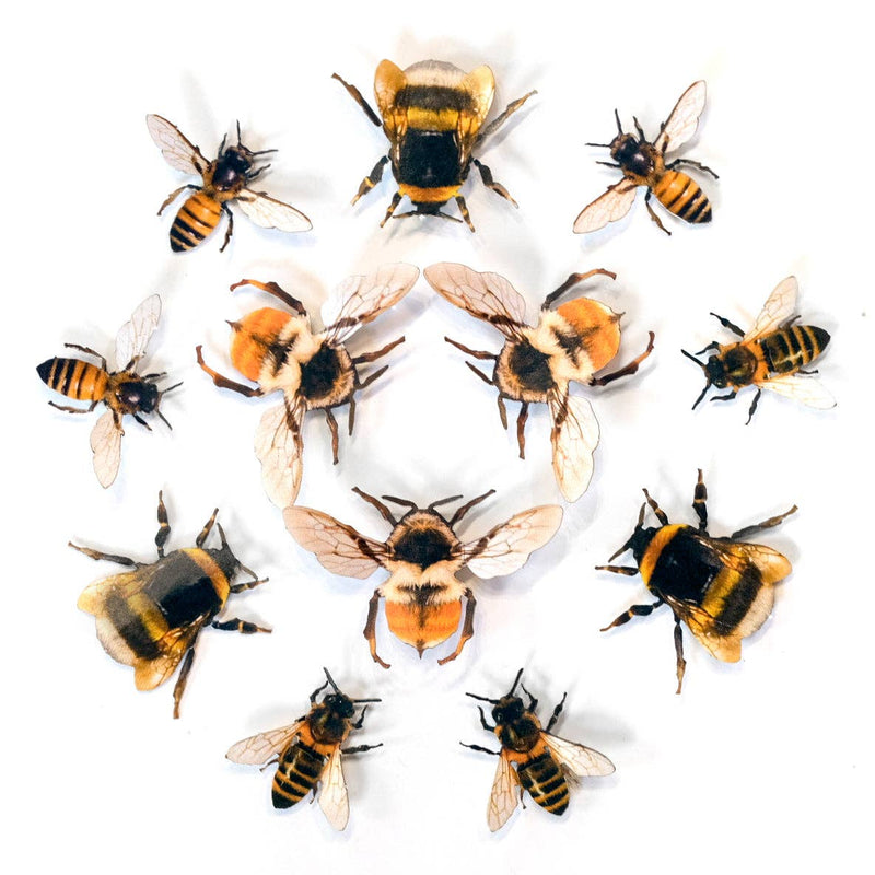 Moth and Myth - 'The Bees Knees' Collection 12 Piece Set