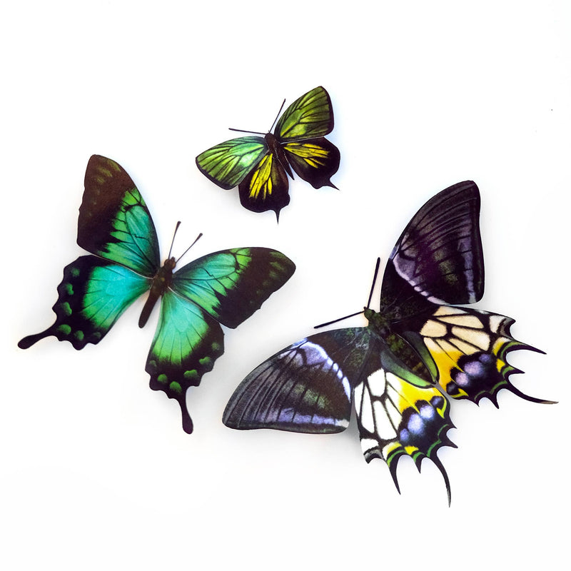 Moth and Myth - Malachite Butterfly 3 piece Set