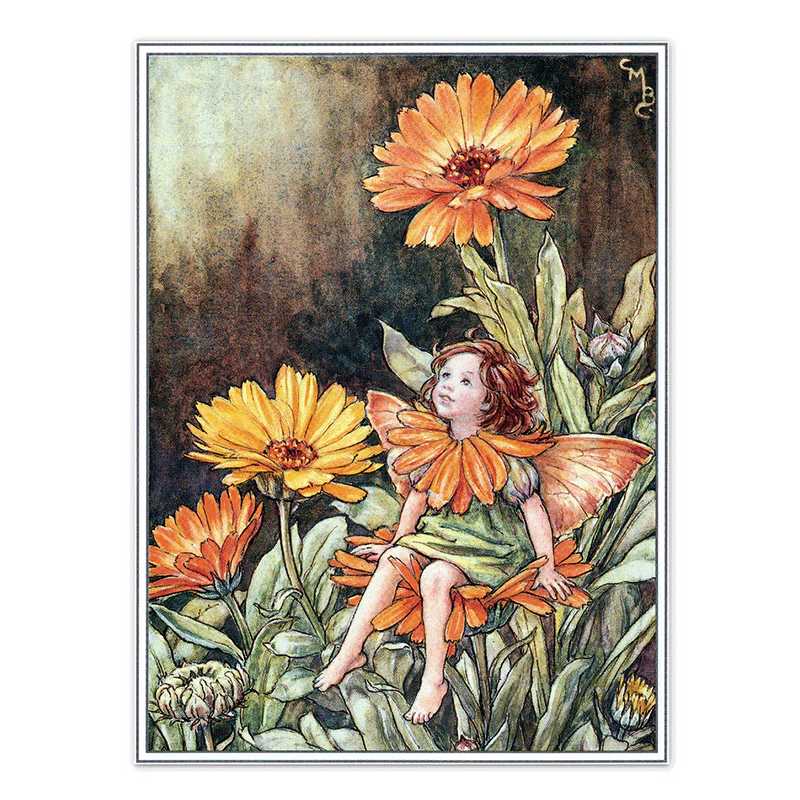 Laughing Elephant - Flower Fairies - Everyday Boxed Postcards