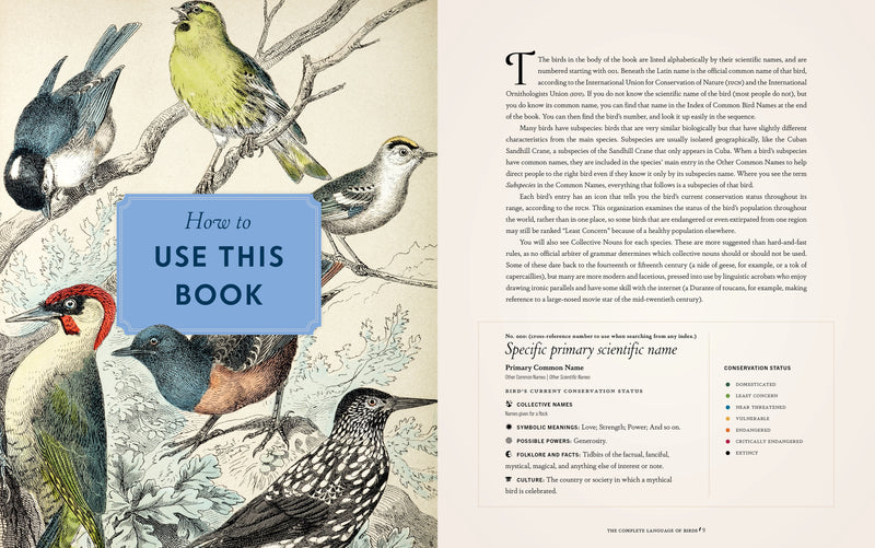 Randi Minetor - Complete Language Of Birds
