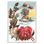 Antique Roses Postcard Box - Everyday Boxed Postcards - Root & Company
