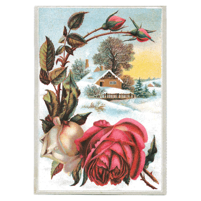Antique Roses Postcard Box - Everyday Boxed Postcards - Root & Company