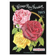 Antique Roses Postcard Box - Everyday Boxed Postcards - Root & Company