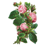 Antique Roses Postcard Box - Everyday Boxed Postcards - Root & Company