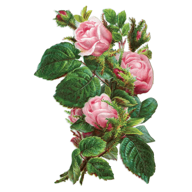 Antique Roses Postcard Box - Everyday Boxed Postcards - Root & Company