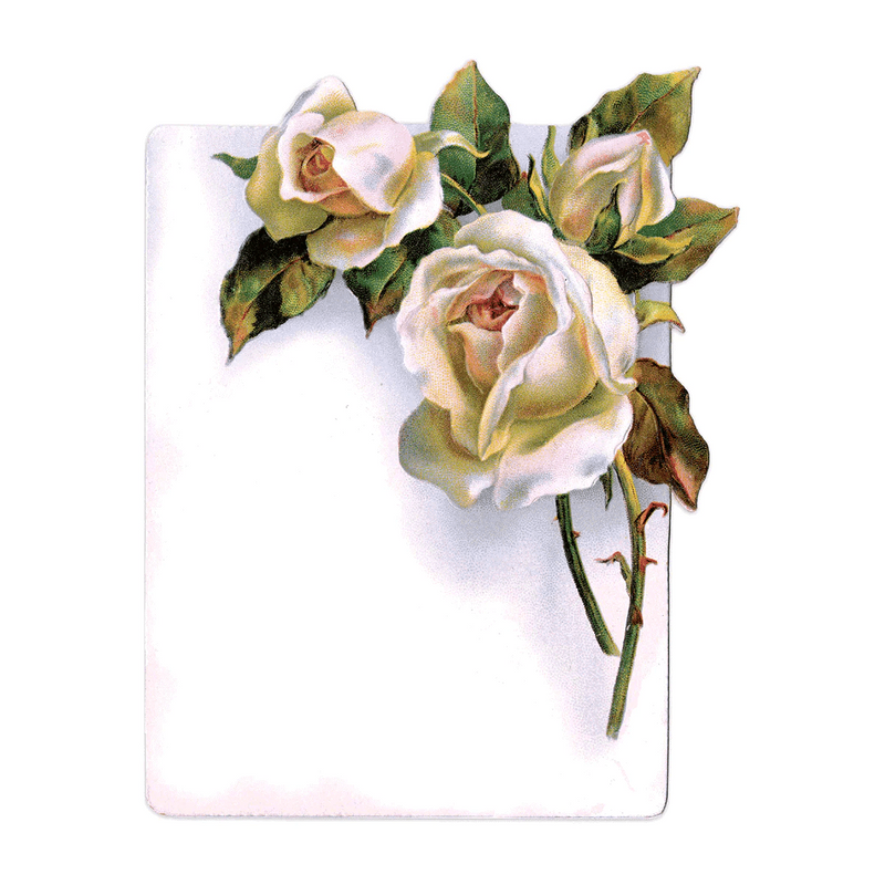 Antique Roses Postcard Box - Everyday Boxed Postcards - Root & Company