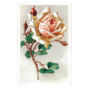 Antique Roses Postcard Box - Everyday Boxed Postcards - Root & Company