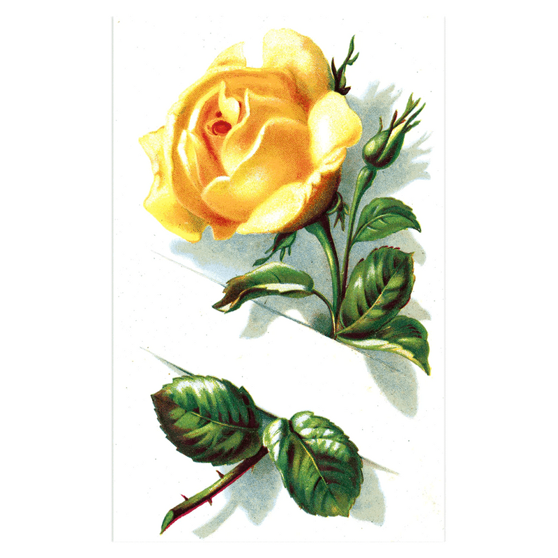 Antique Roses Postcard Box - Everyday Boxed Postcards - Root & Company