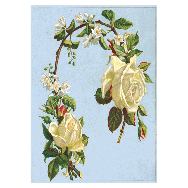 Antique Roses Postcard Box - Everyday Boxed Postcards - Root & Company