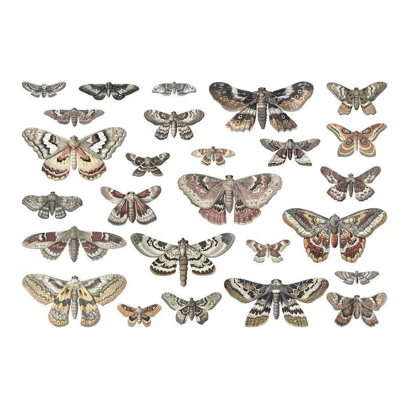 Tim Holtz - Idea-ology - 2024 Halloween Transparencies Moths