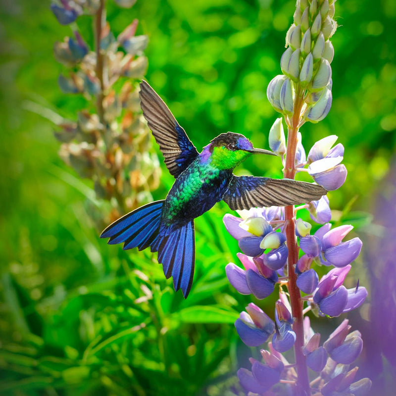 Moth and Myth - 'Sylph' Hummingbird Set