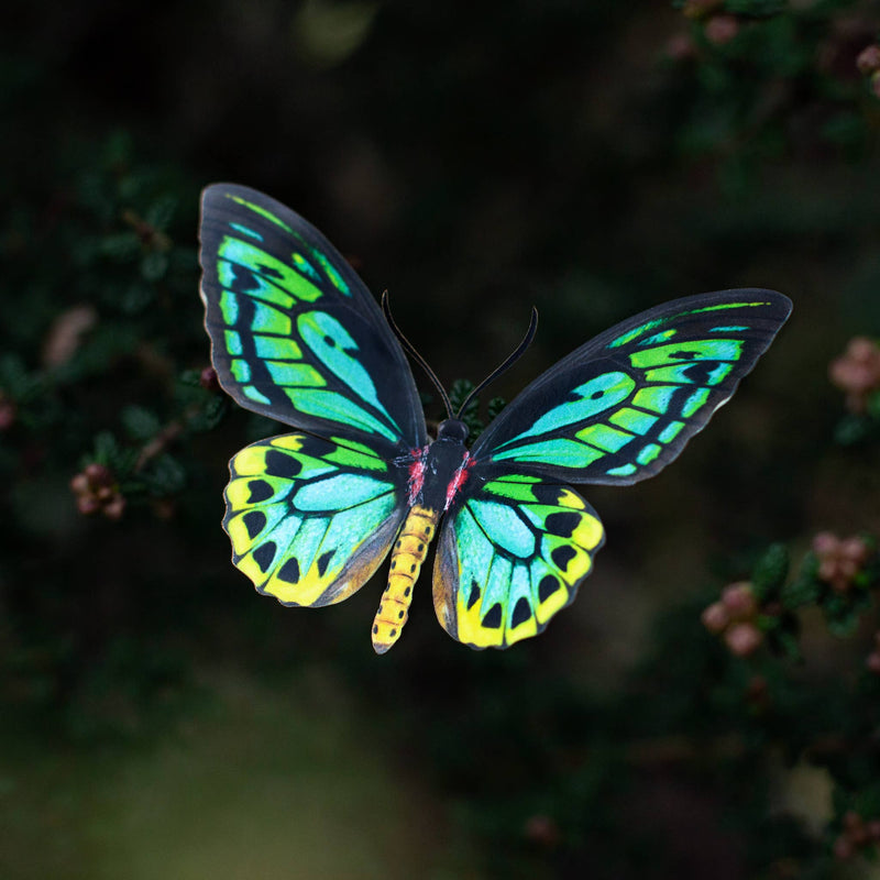 Moth and Myth - Skyward Birdwing Butterfly Set