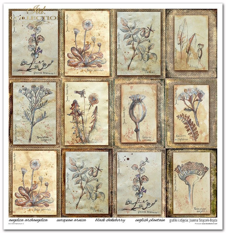 ITD Collection - Herbarium 2 Scrapbooking Papers