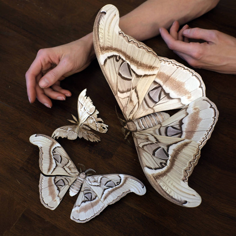Moth and Myth - Ghost Atlas Moth Paper Replica