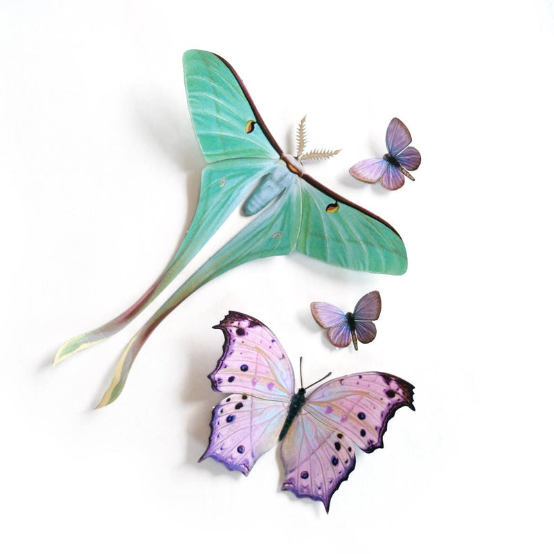 Moth and Myth - Hyacinth Moth Set
