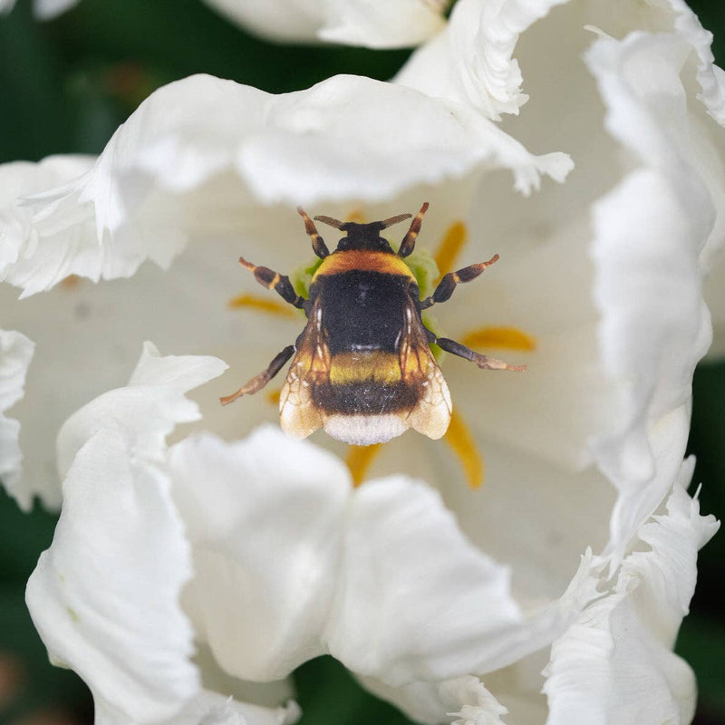 Moth and Myth - 'The Bees Knees' Collection 12 Piece Set