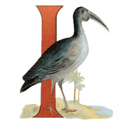 Animal Alphabet - Everyday Sticker Box - Root & Company