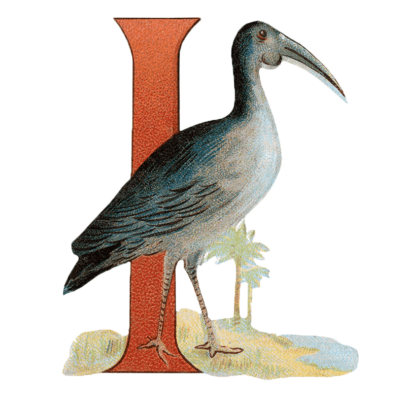 Animal Alphabet - Everyday Sticker Box - Root & Company