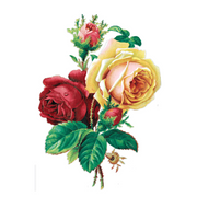 Antique Roses Postcard Box - Everyday Boxed Postcards - Root & Company