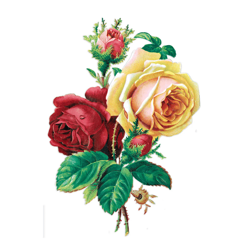 Antique Roses Postcard Box - Everyday Boxed Postcards - Root & Company