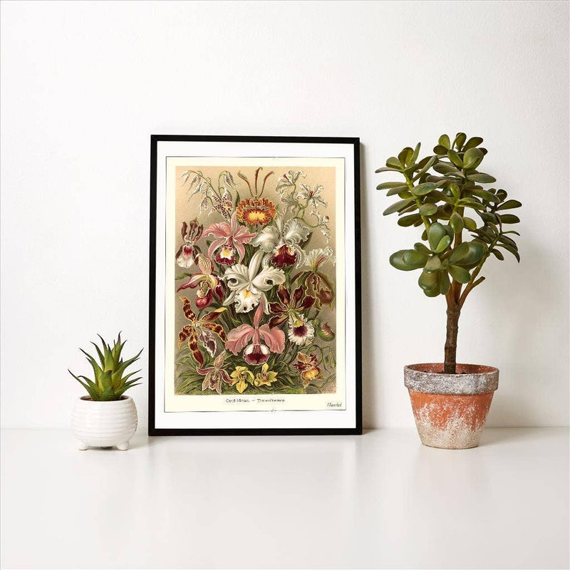 Found Image Press - Art Print - Haeckel Orchids