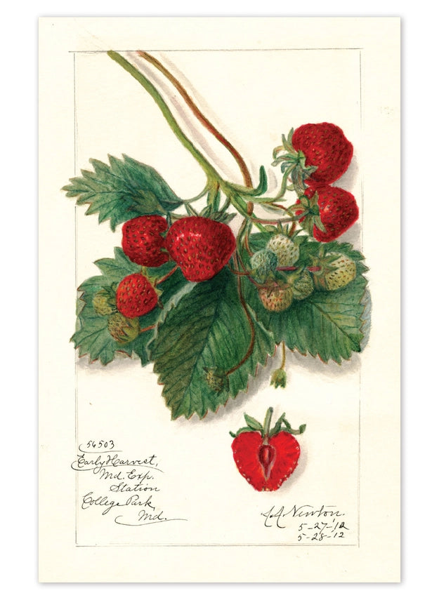 Laughing Elephant - Fabulous Fruits Postcard Box - Everyday Boxed Postcards