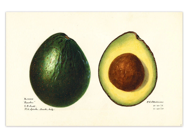 Laughing Elephant - Fabulous Fruits Postcard Box - Everyday Boxed Postcards