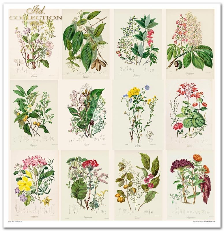 ITD Collection - Herbarium Scrapbooking Papers