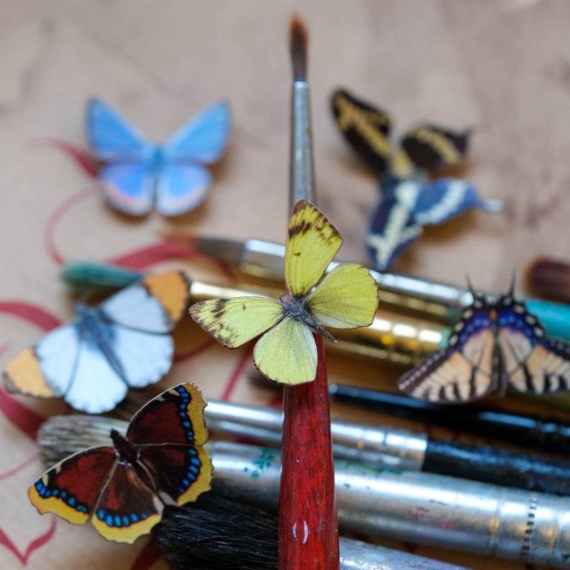 Moth and Myth - 'North American' Butterfly Micro Collection