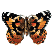 Butterfly Box - Everyday Sticker Box - Root & Company