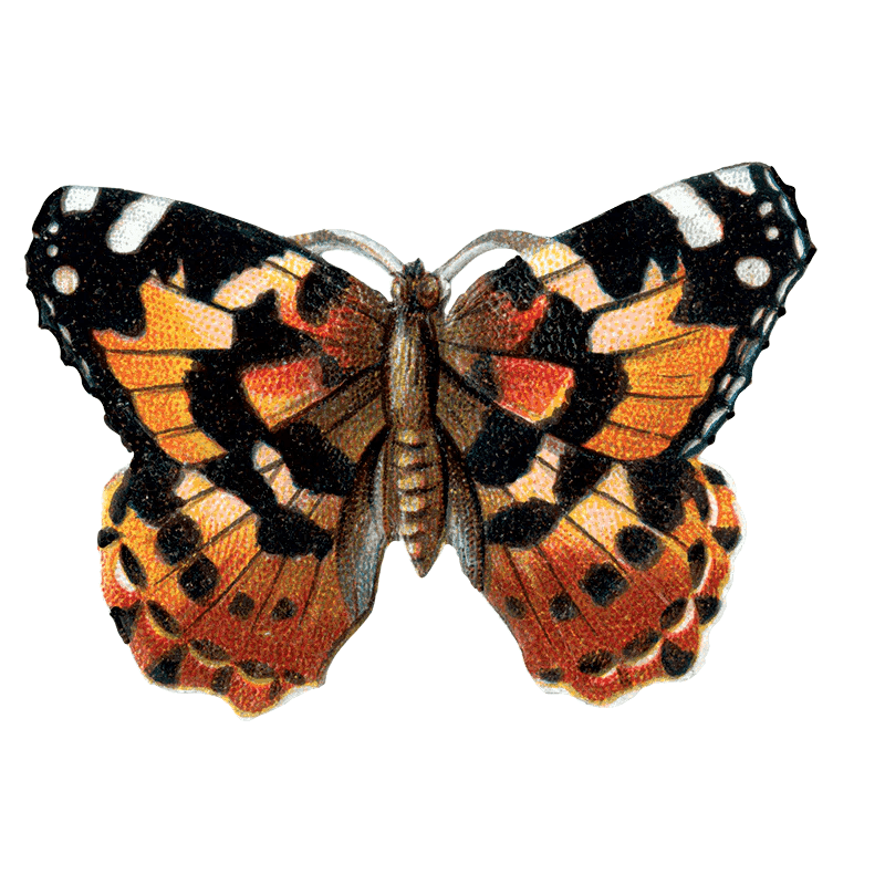 Butterfly Box - Everyday Sticker Box - Root & Company