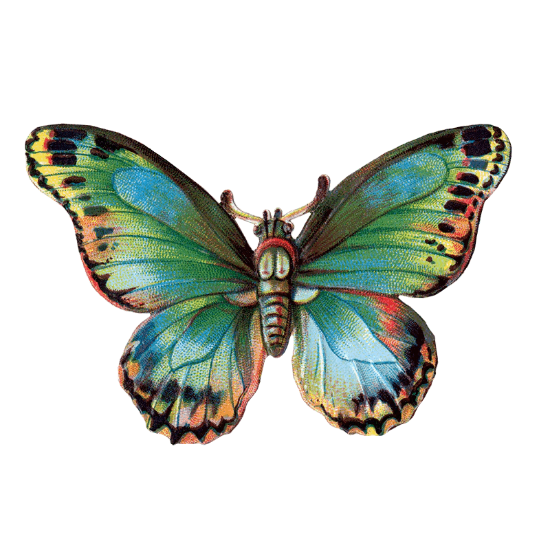 Butterfly Box - Everyday Sticker Box - Root & Company