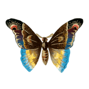 Butterfly Box - Everyday Sticker Box - Root & Company