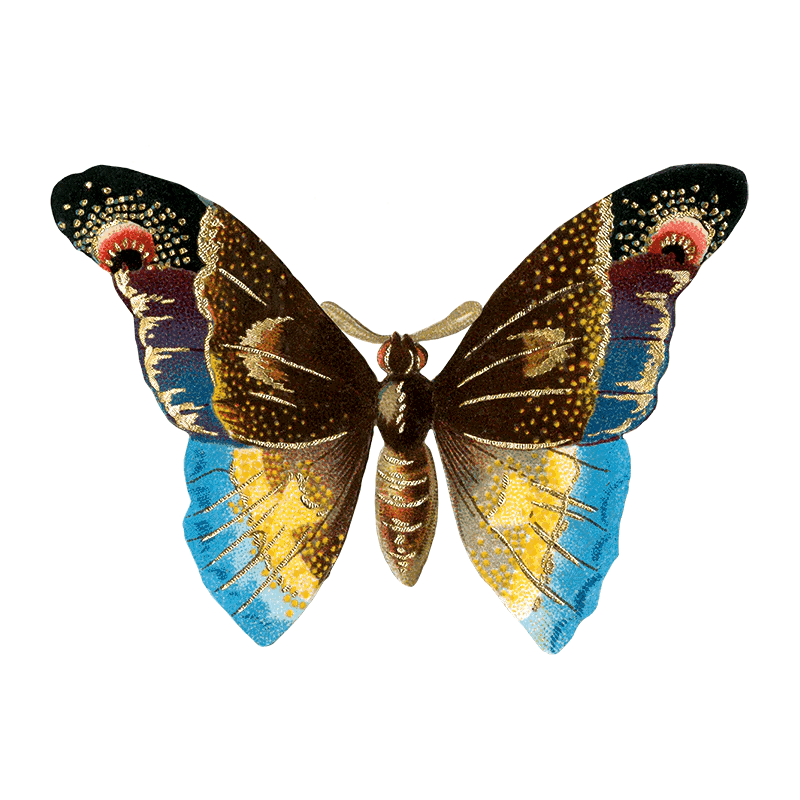 Butterfly Box - Everyday Sticker Box - Root & Company