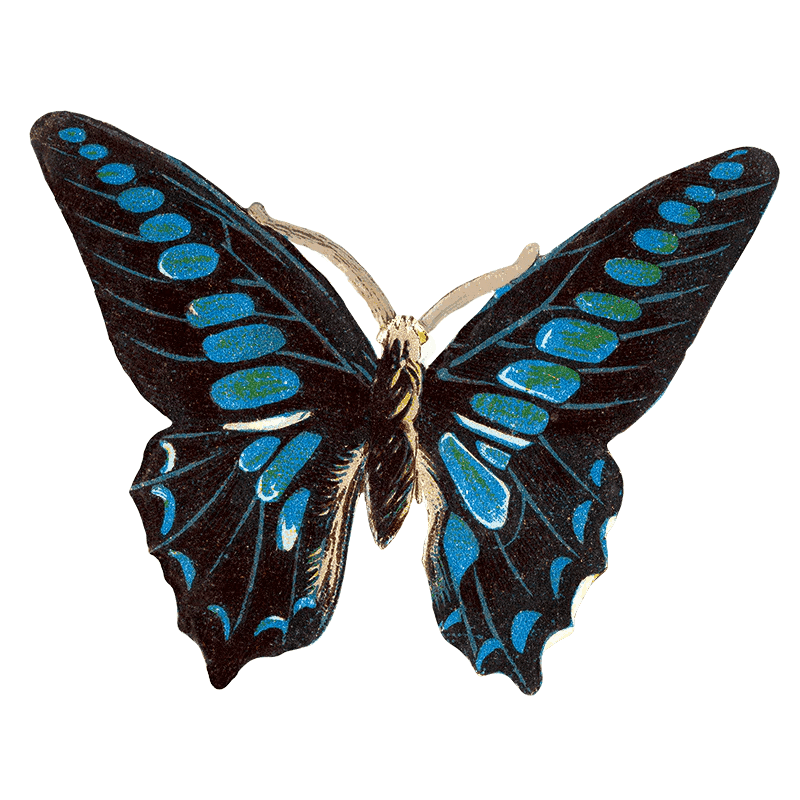 Butterfly Box - Everyday Sticker Box - Root & Company