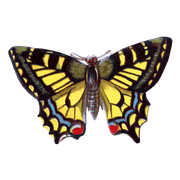 Butterfly Box - Everyday Sticker Box - Root & Company